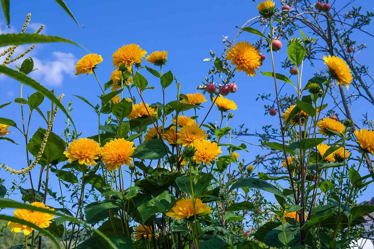 Staudensonnenblume mit orangenen Blüten
