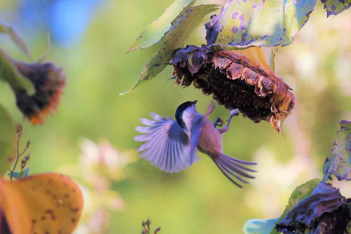 Vogel an einer Sonnenblumen-Blüte