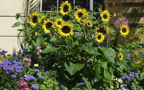 Sonnenblumen – Infos zu Verwendung  Aussaat  Kauf & Pflege + beliebte Sorten