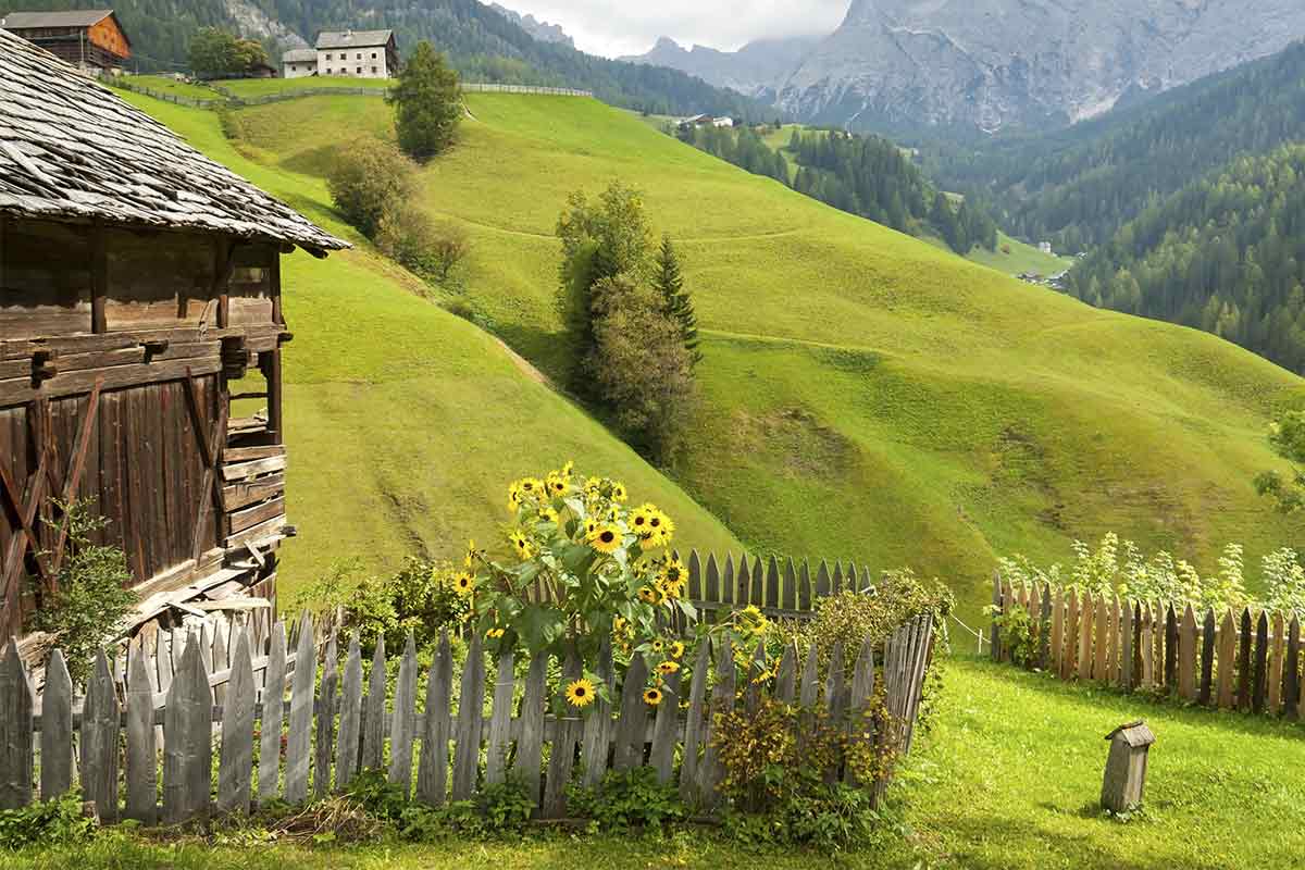 Sonnenblumen an einer Berghütte