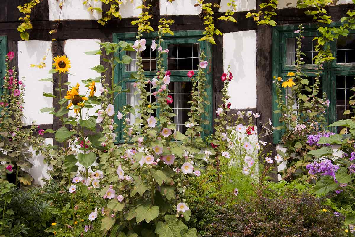 Sonnenblumen vor einem Fachwerkhaus