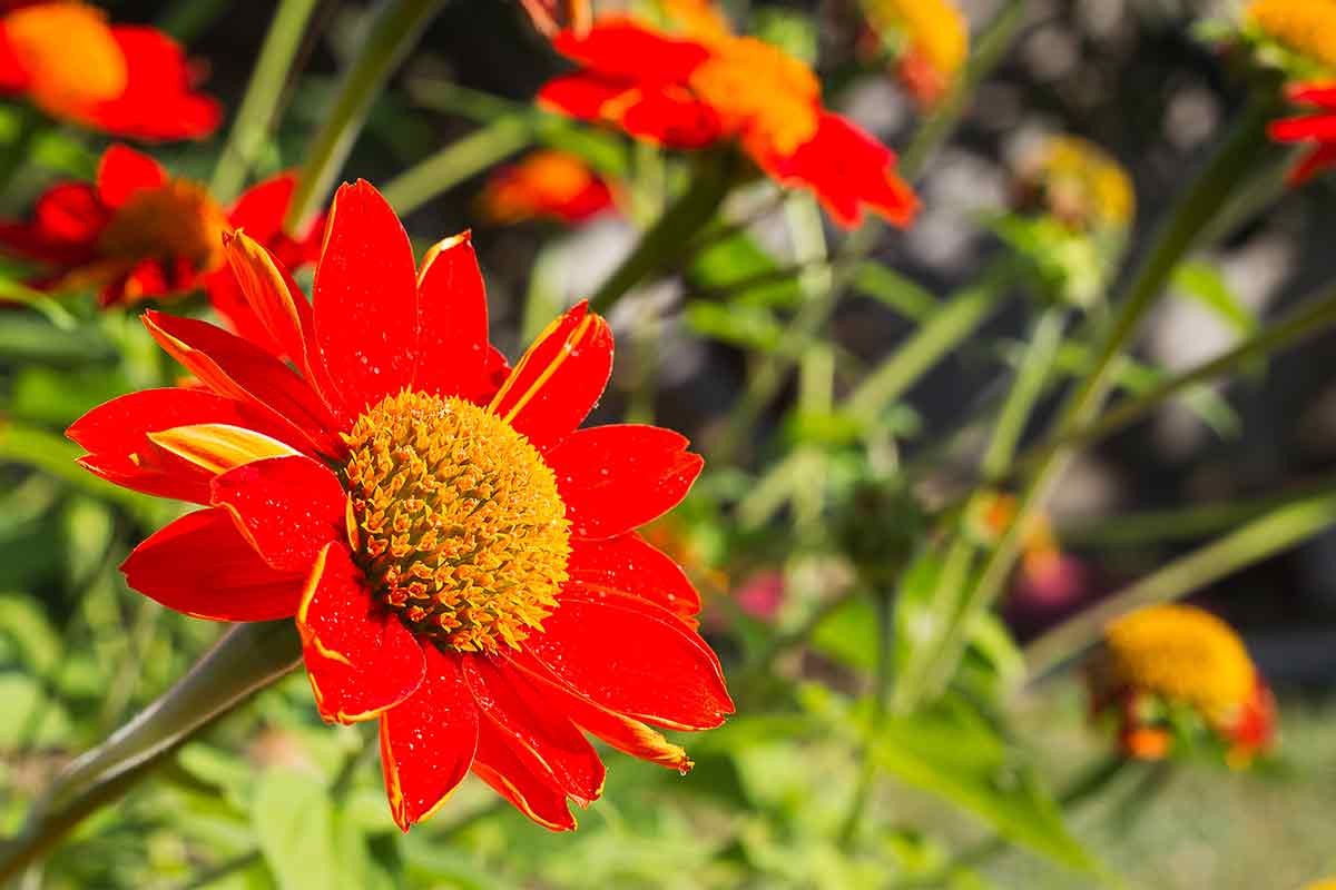 Rote Blüte der Mexikanischen Sonnenblume
