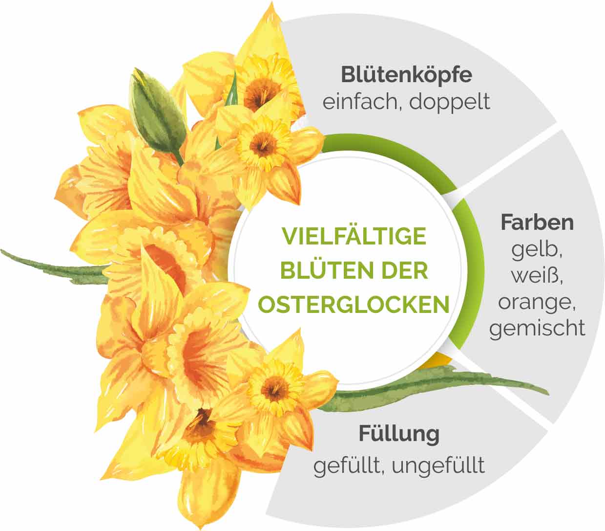 Grafische Übersicht über Blütenformen der Osterglocke