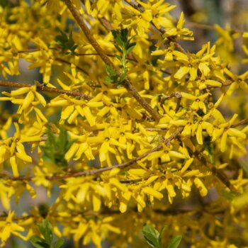 Eine Grafik zu Tolle Forsythien entdecken!