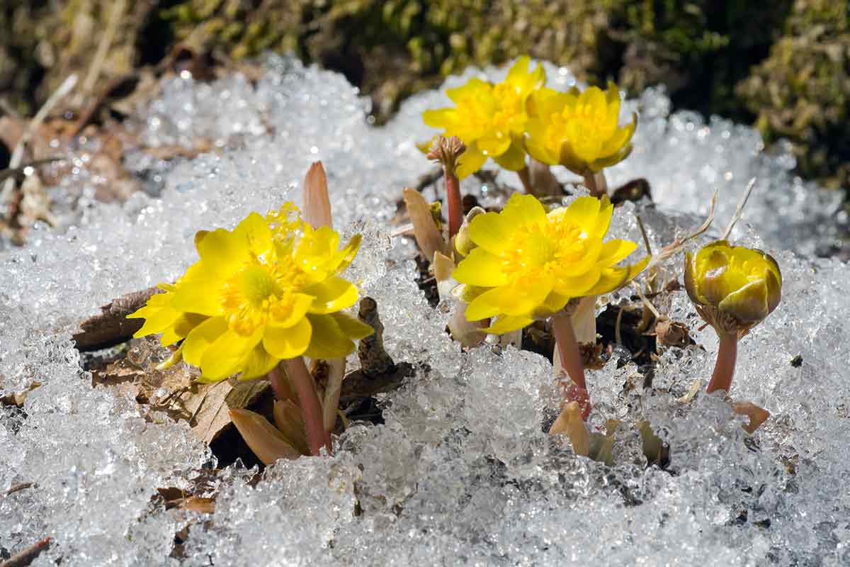 Gelbe Adonisröschen im Schnee