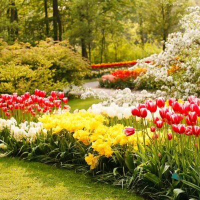Tulpenbeete im Frühlingsgarten