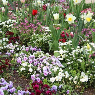 Gemischte Frühblüher im Garten