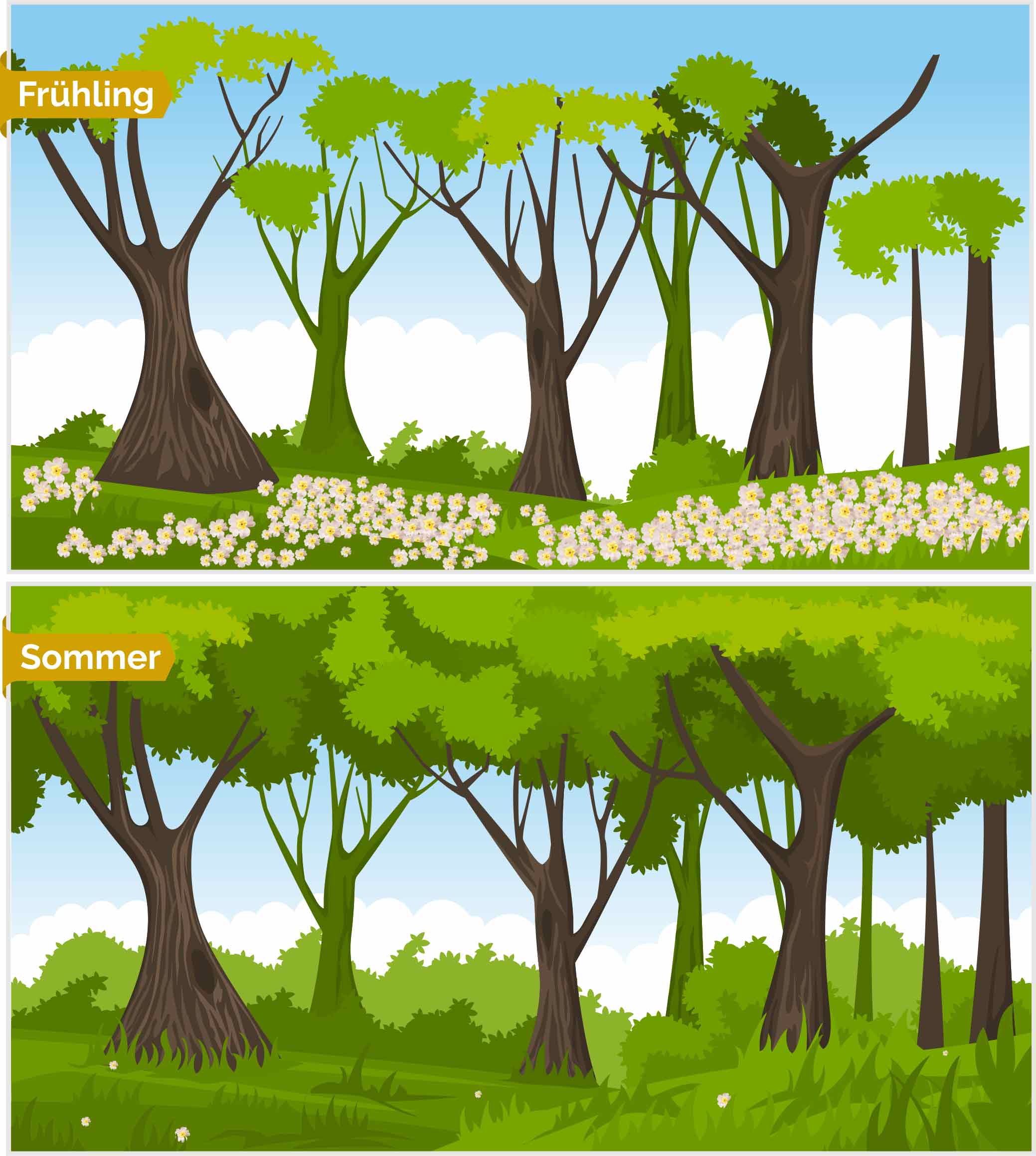 Grafik zu Frühblühern im Wald