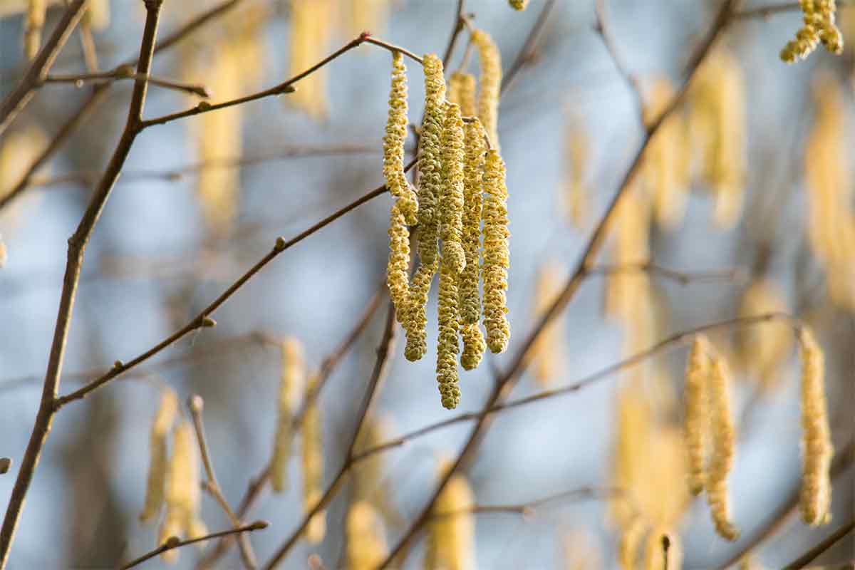 Blüten der Haselnuss