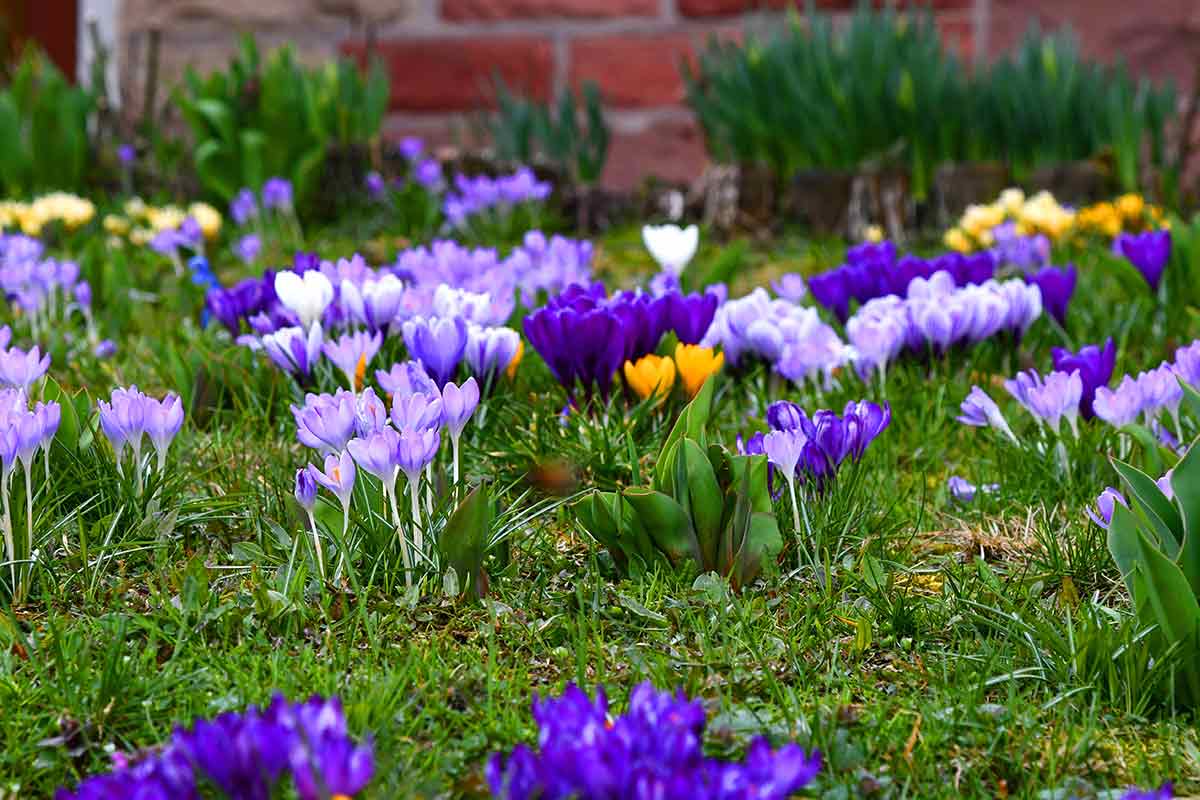 Krokusse im Garten