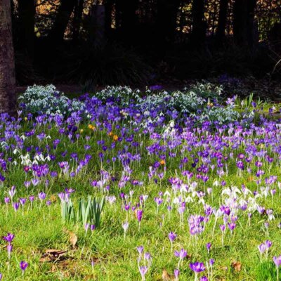 Krokusse in der Wiese