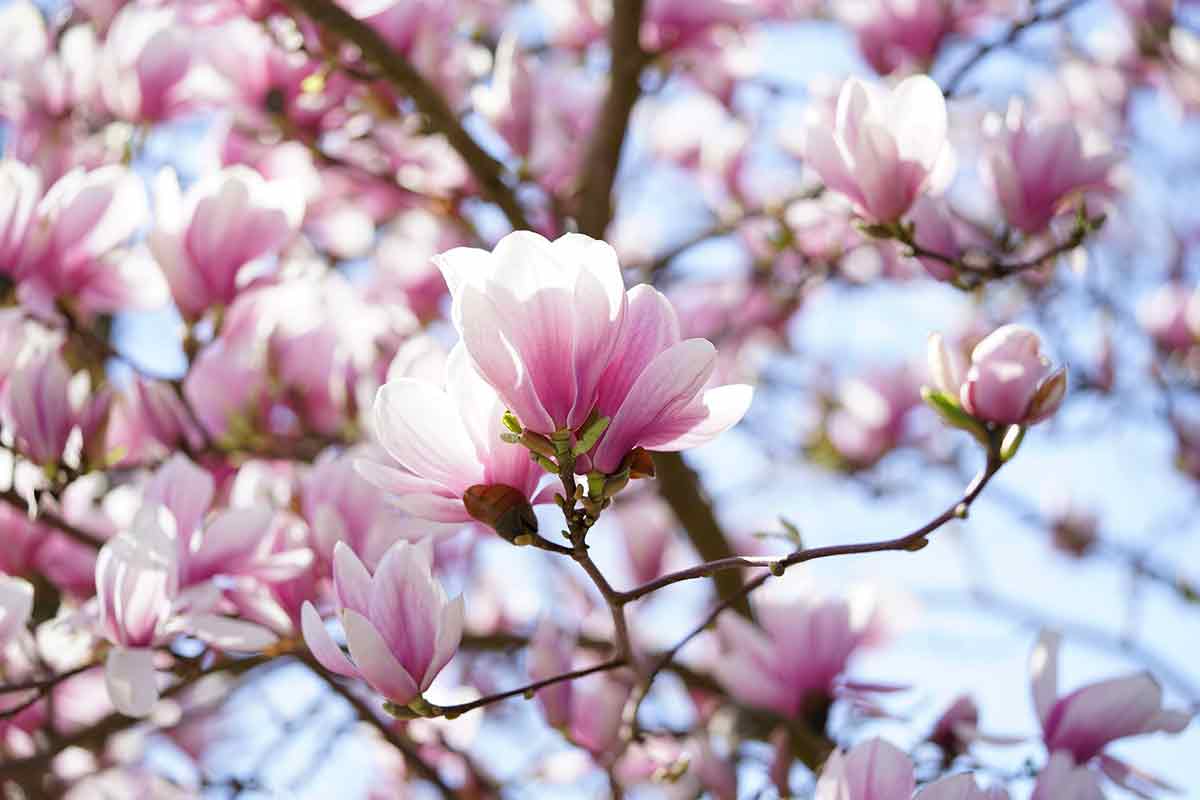 Magnolienblüten am Zweig