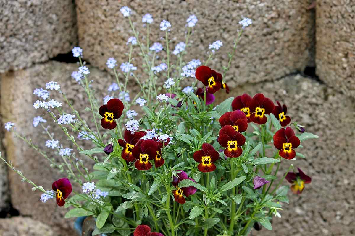 Stiefmütterchen vor Gartenmauer