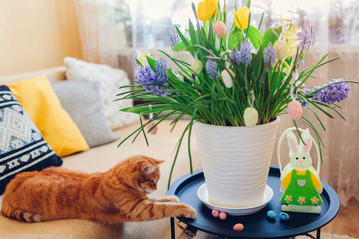 Blumenstrauß und Katze