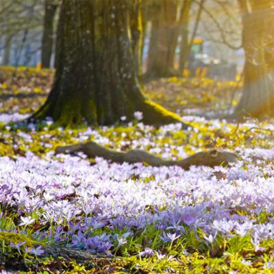 Frühblüher im sonnigen Wald