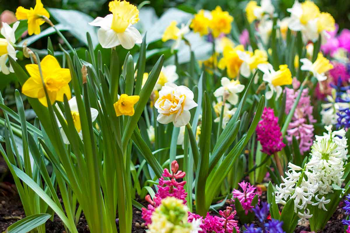 Verschiedene Frühlingsblumen