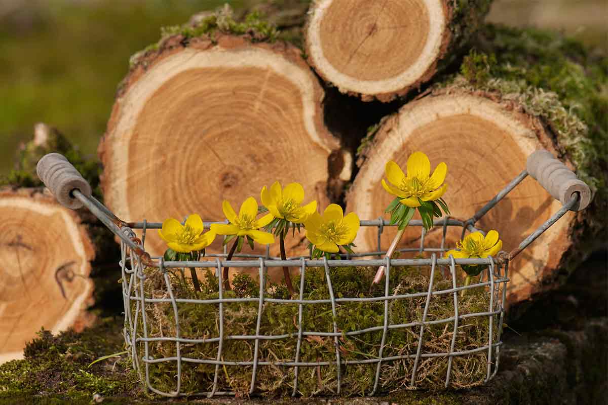 Winterlinge im dekorativen Körbchen