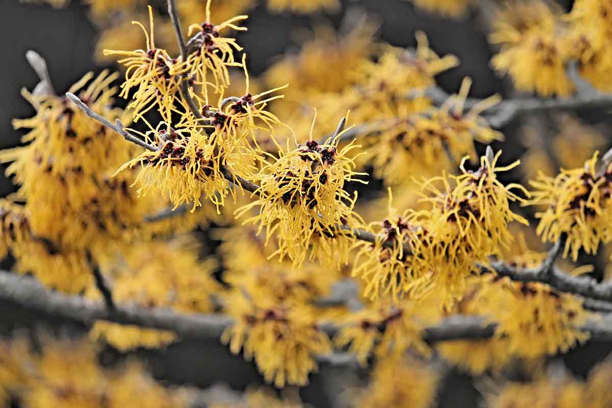 Zweige der Zaubernuss mit Blüten