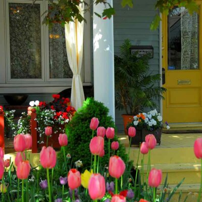 Rosa Tulpen im Vorgarten