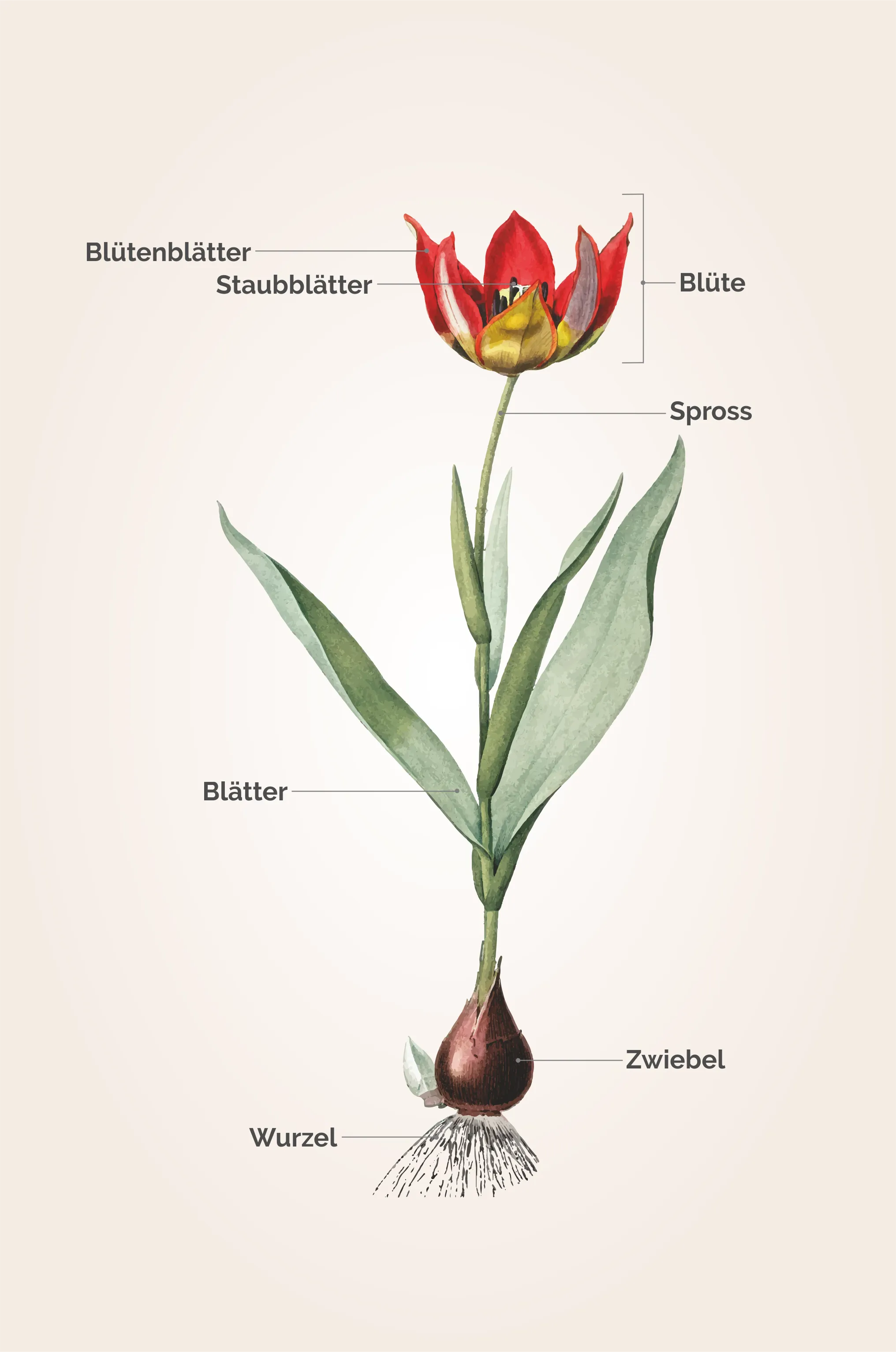 Grafik zum Aufbau der Tulpe