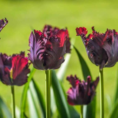 Tulpe Black Parrot