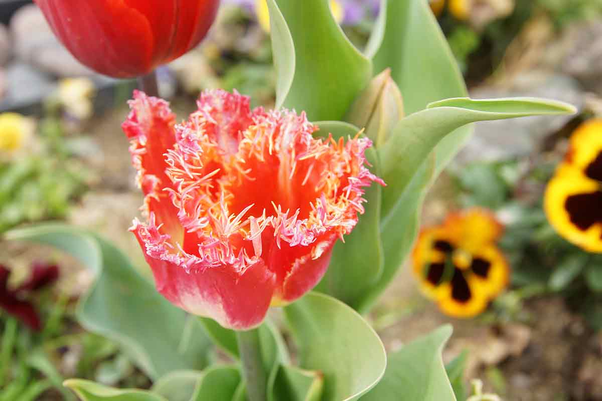 Tulpe Crispa in Rot