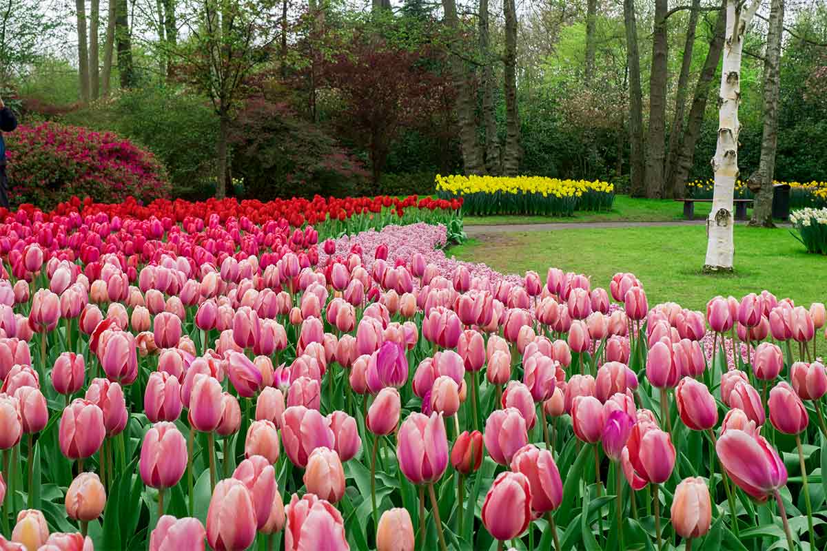 Darwin-Hybrid-Tulpe Pink Impression