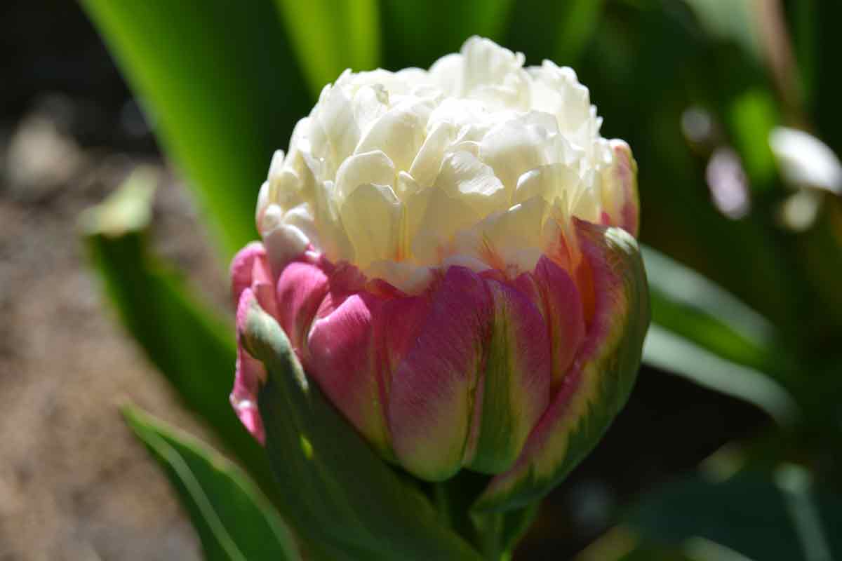 Tulpe Ice Cream