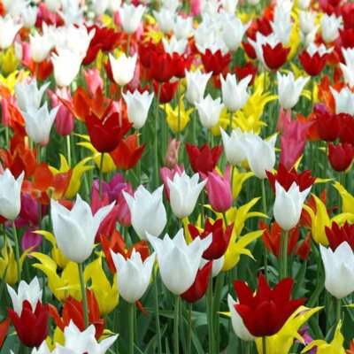 Lilienblütige Tulpen