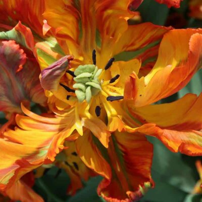 Orange-rote Tulpenblüte