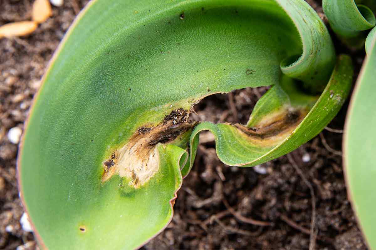 Tulpenfeuer an einem Tulpenblatt