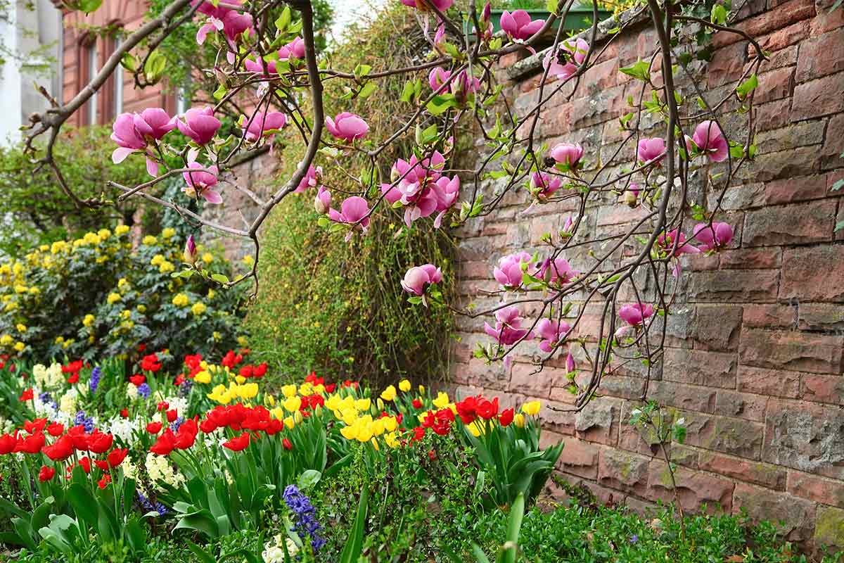Tulpen und Tulpenmagnolie