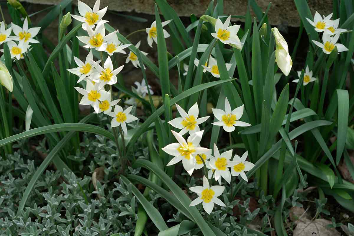 Turkestanische Tulpen