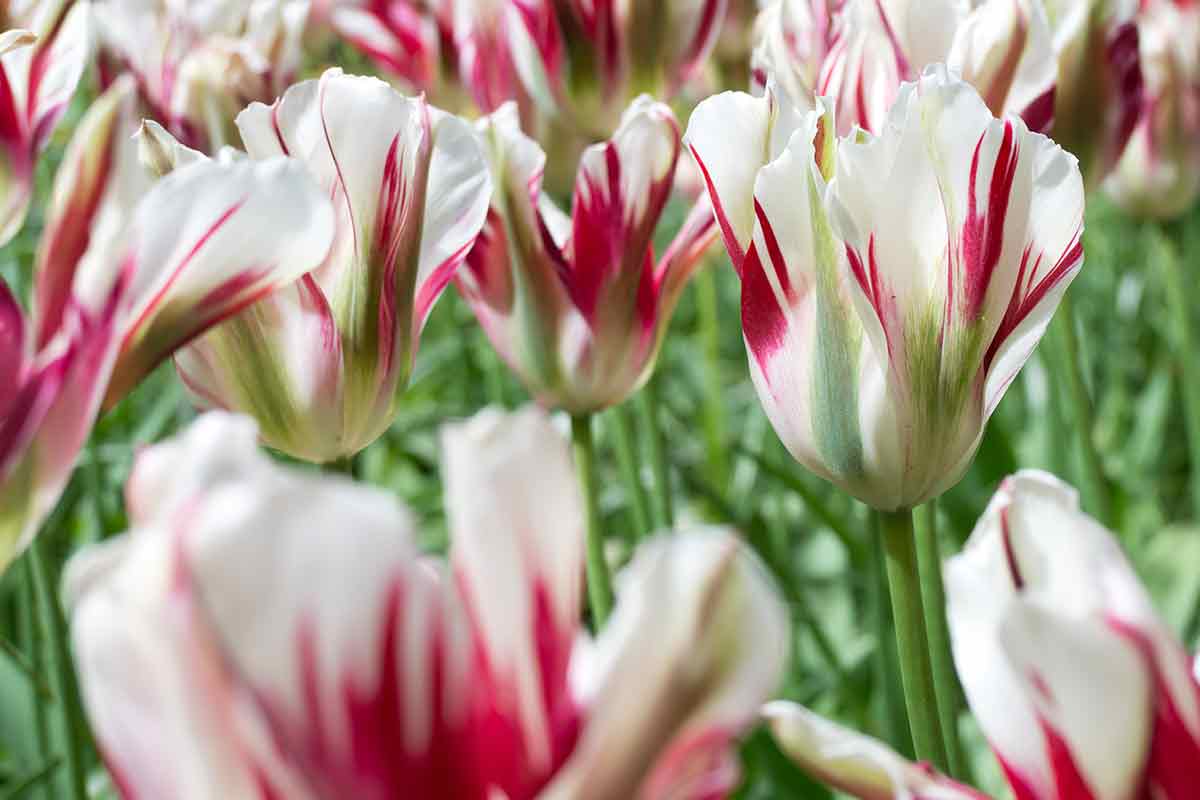 Viridiflora-Tulpen in Pink und Weiß
