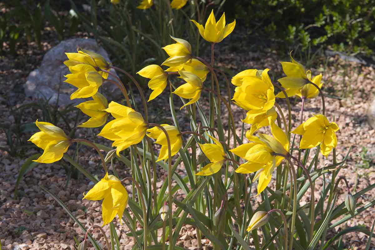 Weinberg-Tulpe Tulipa Sylvestris