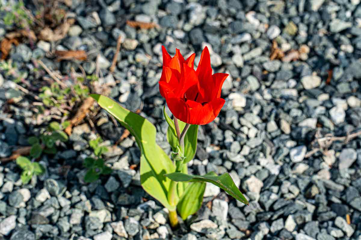 Wildtulpe im Steingarten