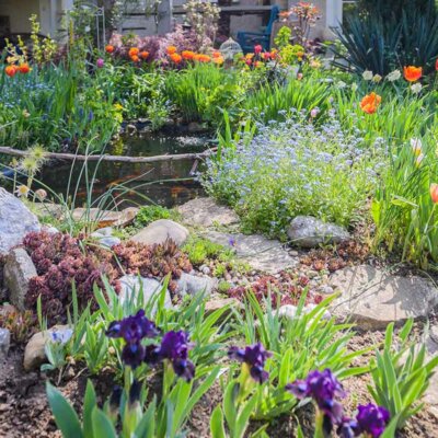 Tulpen an einem Weg und Teich