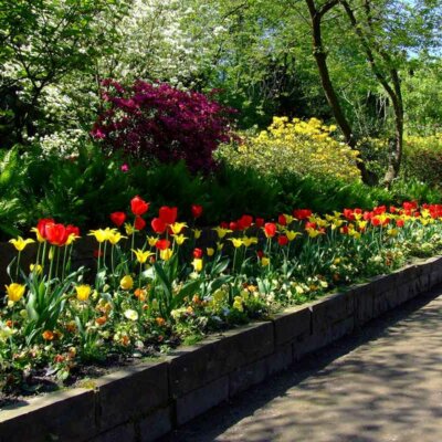 Tulpen säumen eine Straße