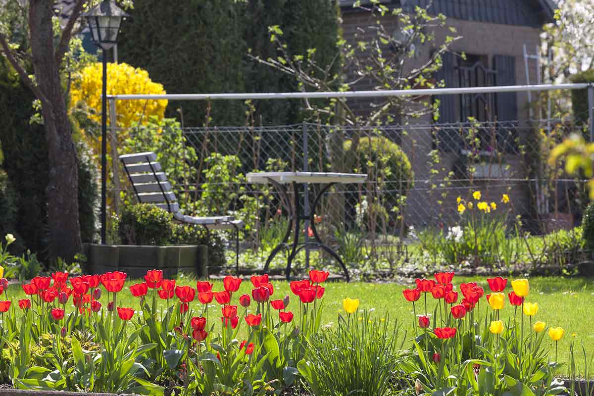 Tulpenbeet im Garten