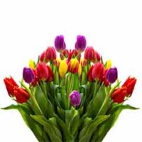 Tulpen