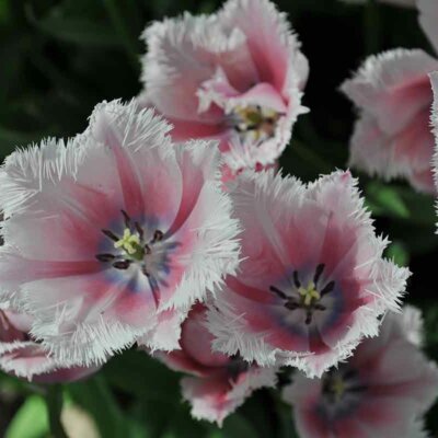 Crispa-Tulpen mit Fransenrand