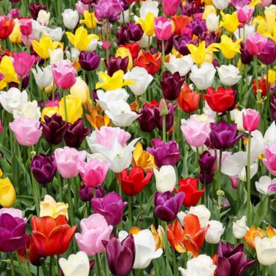Tulpen verschiedener Formen und Farben