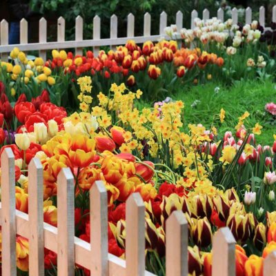 Tulpen hinter einem Gartenzaun