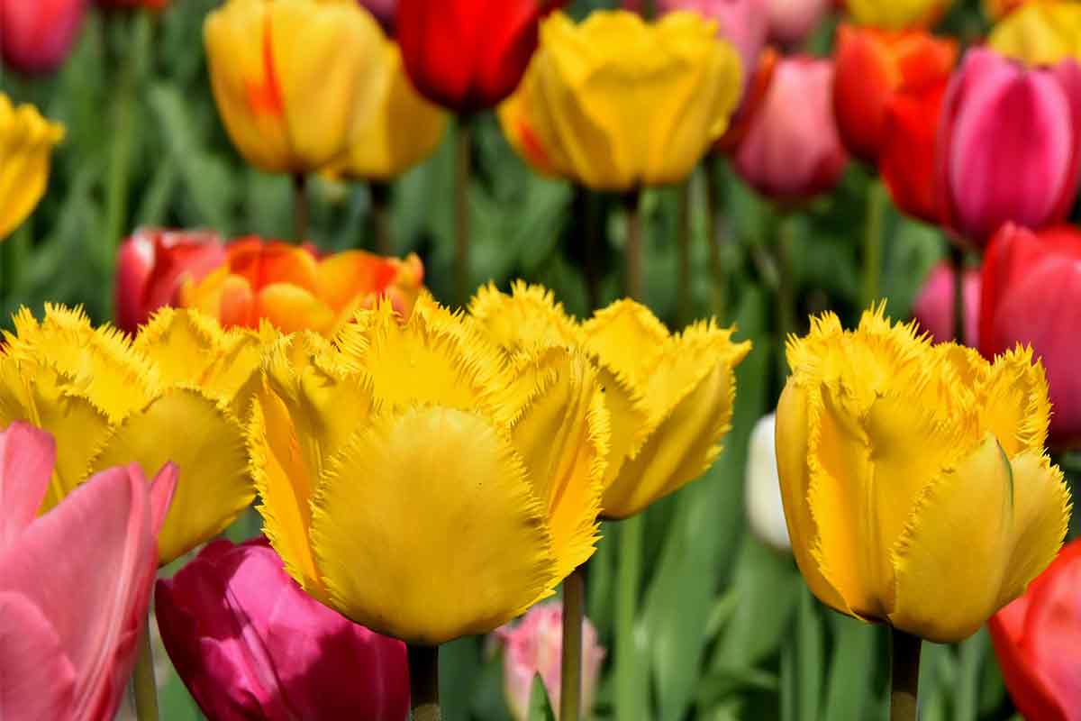 Gelbe gefranste Tulpen