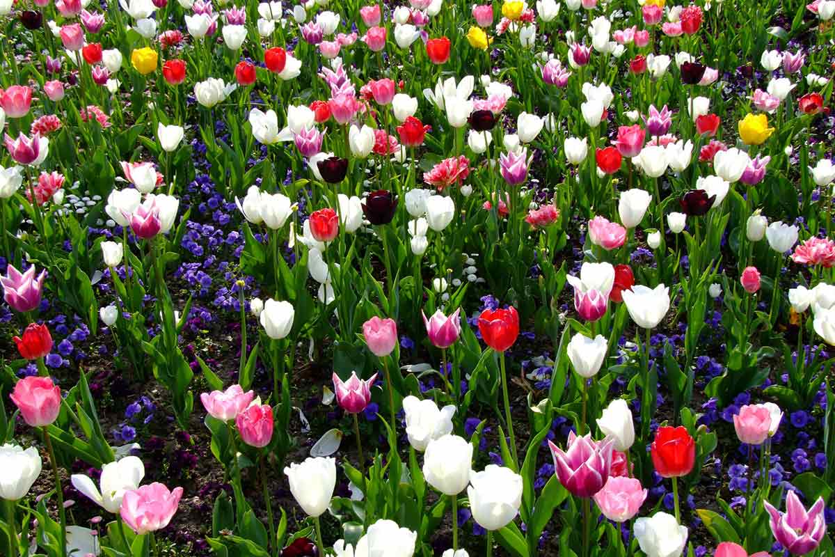 Gemischte Tulpen im Frühlingsbeet