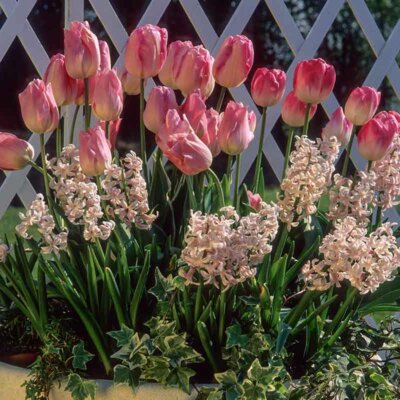 Tulpen mit Hyazinthen