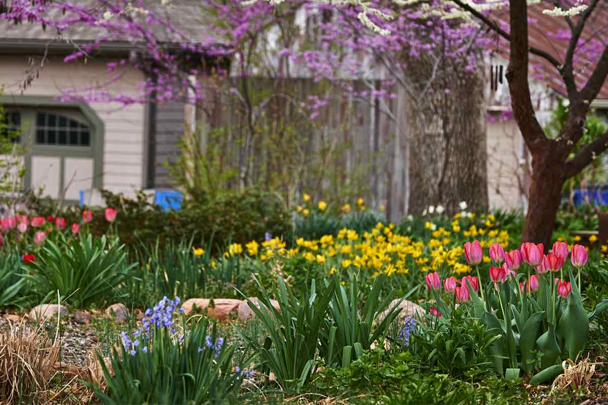 Tulpen in einem frühlingshaften Garten