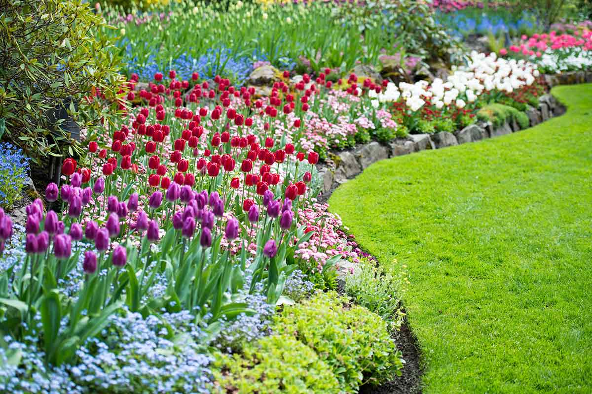 Tulpen im umrandeten Beet