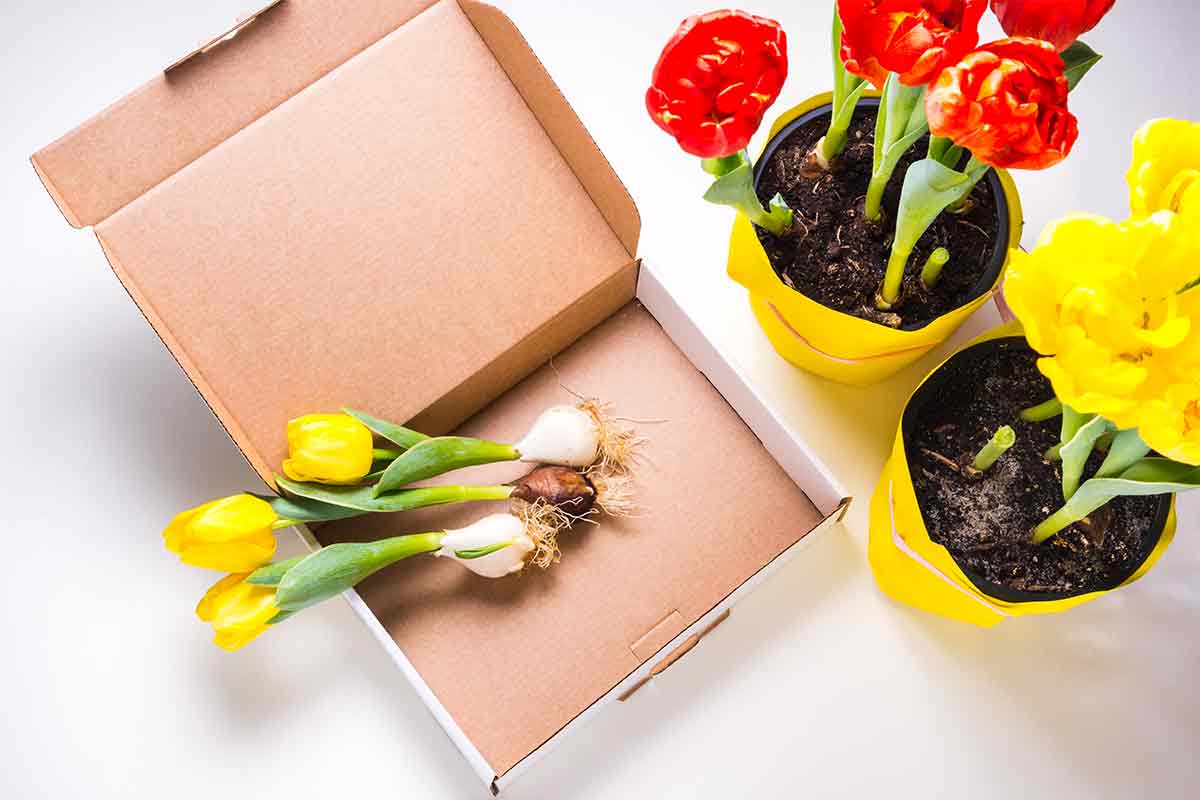 Tulpen im Versandkarton