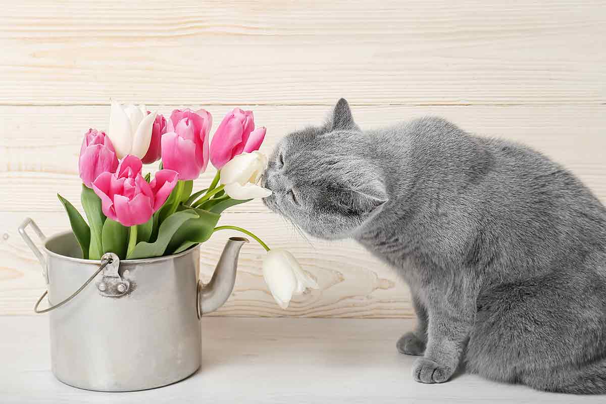Katze schnüffelt an Tulpen